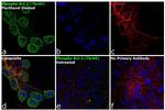 Phospho-Bcl-2 (Thr69) Antibody in Immunocytochemistry (ICC/IF)