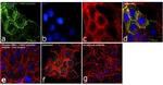 Phospho-ERK1/ERK2 (Tyr204) Antibody in Immunocytochemistry (ICC/IF)