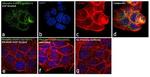 Phospho-EGFR (Ser1047) Antibody