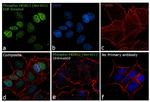 Phospho-HDAC1 (Ser421) Antibody