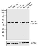 Phospho-JNK1/JNK2/JNK3 (Thr183) Antibody in Western Blot (WB)