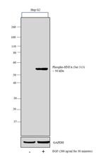 Phospho-HNF4A (Ser313) Antibody in Western Blot (WB)