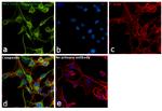 MPZ Antibody in Immunocytochemistry (ICC/IF)