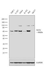 NCF2 Antibody in Western Blot (WB)