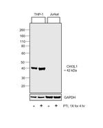 CHI3L1 Antibody in Western Blot (WB)