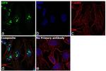 eIF6 Antibody in Immunocytochemistry (ICC/IF)