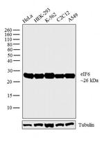 eIF6 Antibody in Western Blot (WB)