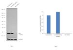 eIF6 Antibody in Western Blot (WB)