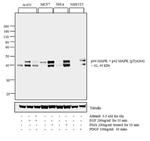 Phospho-ERK1/ERK2 (Thr202) Antibody