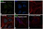 OCT6 Antibody