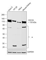 CD133 Antibody in Western Blot (WB)