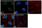 H4K5ac Antibody in Immunocytochemistry (ICC/IF)