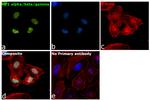 HP1 alpha/beta/gamma Antibody in Immunocytochemistry (ICC/IF)