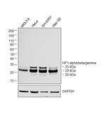 HP1 alpha/beta/gamma Antibody in Western Blot (WB)