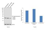 HP1 alpha/beta/gamma Antibody in Western Blot (WB)