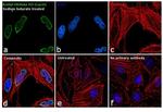 H3K4ac Antibody