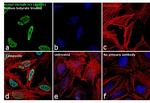 H3K56ac Antibody