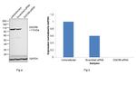 DGCR8 Antibody in Western Blot (WB)