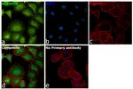 SHARPIN Antibody in Immunocytochemistry (ICC/IF)