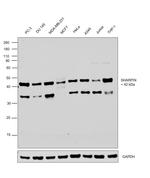 SHARPIN Antibody in Western Blot (WB)