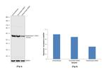 Glutaminase C (GAC) Antibody