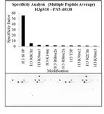 Phospho-Histone H3 (Ser10) Antibody