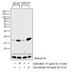 Phospho-Histone H3 (Ser10) Antibody in Western Blot (WB)