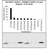 Phospho-Histone H3 (Ser28) Antibody