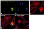 Phospho-Histone H3 (Ser28) Antibody in Immunocytochemistry (ICC/IF)