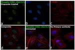 Phospho-CHK1 (Ser317) Antibody in Immunocytochemistry (ICC/IF)