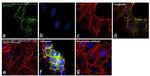 Phospho-ErbB2 (HER-2) (Tyr1221, Tyr1222) Antibody in Immunocytochemistry (ICC/IF)