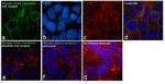 Phospho-EGFR (Tyr1069) Antibody