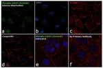 Phospho-DAXX (Ser668) Antibody