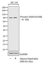 Phospho-DAXX (Ser668) Antibody in Western Blot (WB)