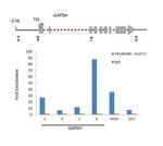 Phospho-Histone H1 (Thr17) Antibody