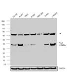 Fra1 Antibody in Western Blot (WB)