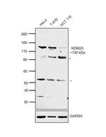 KDM2A Antibody in Western Blot (WB)