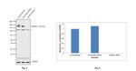 KDM2A Antibody in Western Blot (WB)