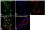 Nkx2.2 Antibody in Immunocytochemistry (ICC/IF)