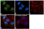 SOX10 Antibody in Immunocytochemistry (ICC/IF)