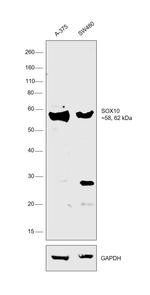 SOX10 Antibody in Western Blot (WB)