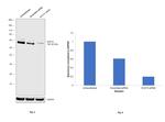 SOX10 Antibody in Western Blot (WB)