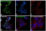 SOX11 Antibody in Immunocytochemistry (ICC/IF)