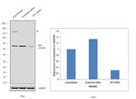 SP3 Antibody in Western Blot (WB)