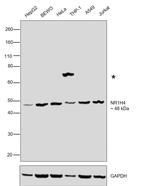 FXR Antibody in Western Blot (WB)