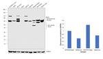 BRD3 Antibody