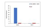 CBX7 Antibody in ChIP Assay (ChIP)