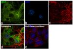 CBX7 Antibody in Immunocytochemistry (ICC/IF)