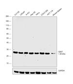 CBX7 Antibody in Western Blot (WB)