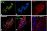 ASCL2 Antibody